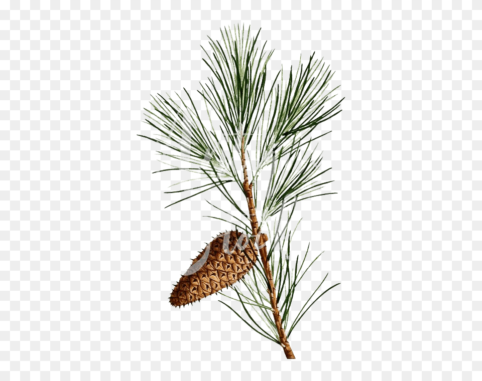 Pine Branch Background Image Shortstraw Pine, Conifer, Plant, Tree Free Png Download