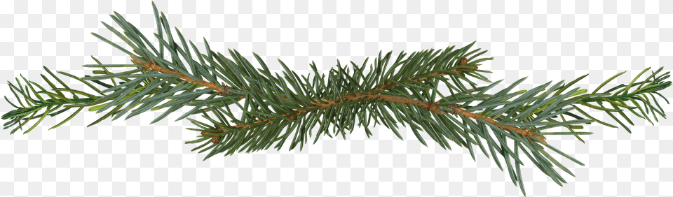 Pine Branch Clip Art, Conifer, Fir, Plant, Tree Free Transparent Png