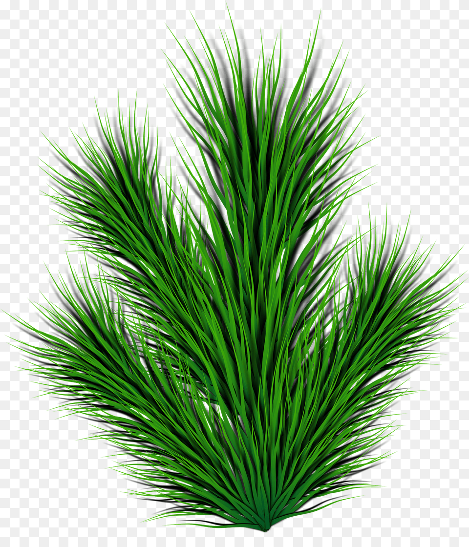Pine Branch Clipart, Grass, Green, Plant, Tree Free Png