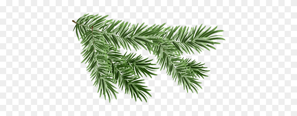 Pine Branch Pine Tree Branch, Conifer, Fir, Plant Free Png Download