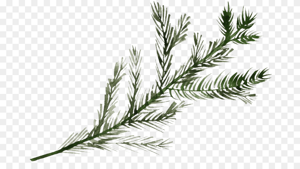 Pine Branch File Pine Tree Branch, Conifer, Fir, Plant, Yew Free Png