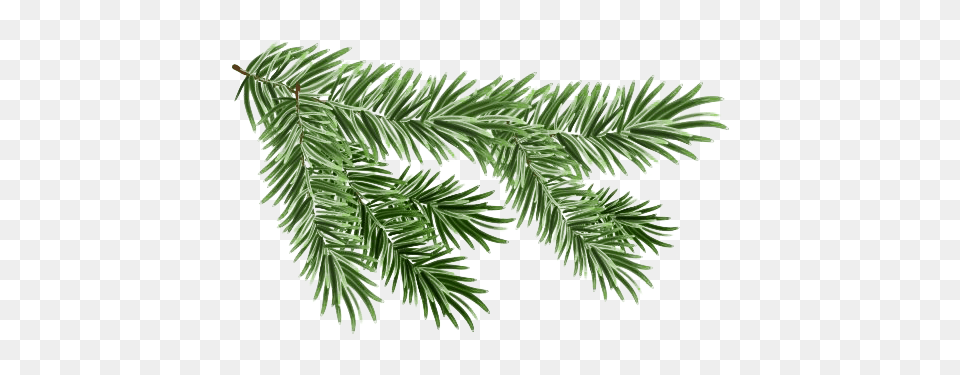 Pine Branch Free Transparent Pine Branch, Conifer, Fir, Plant, Tree Png