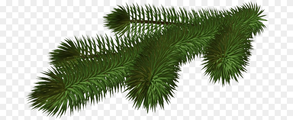 Pine Branch Hd Pine Tree Branch, Conifer, Fir, Plant, Spruce Free Png Download