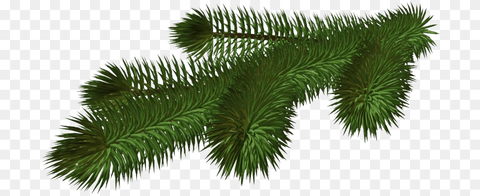 Pine Branch Hd Christmas Tree Branch, Conifer, Fir, Plant, Spruce Free Transparent Png