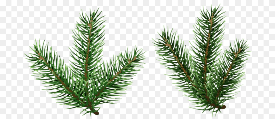 Pine Branch Image Pine Tree Branch, Conifer, Fir, Plant, Spruce Free Transparent Png