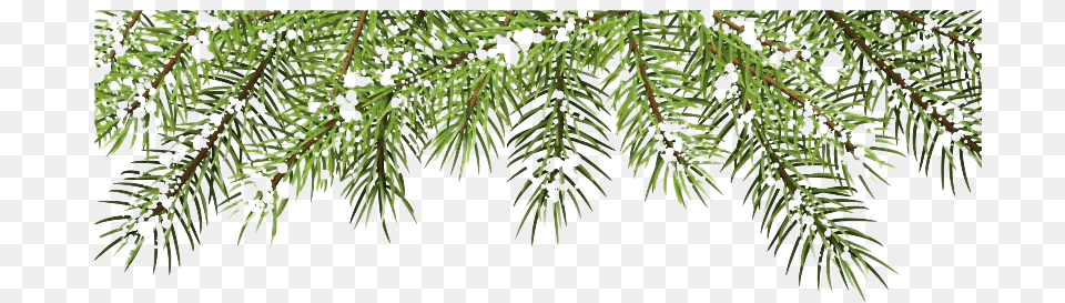 Pine Branch Picture Christmas Tree Branches, Conifer, Fir, Plant Png Image