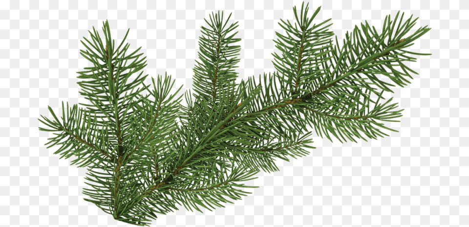 Pine Branch Pine Tree Branch Vippng Pine Tree Branch, Conifer, Fir, Plant, Spruce Free Png