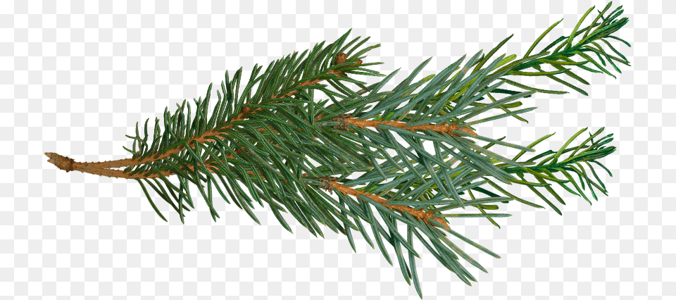 Pine Branch Pine Tree Branch, Conifer, Fir, Plant, Spruce Free Png Download