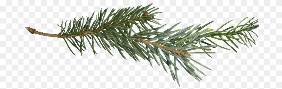 Pine Branch Pine Tree Branch, Conifer, Fir, Plant, Spruce Png Image
