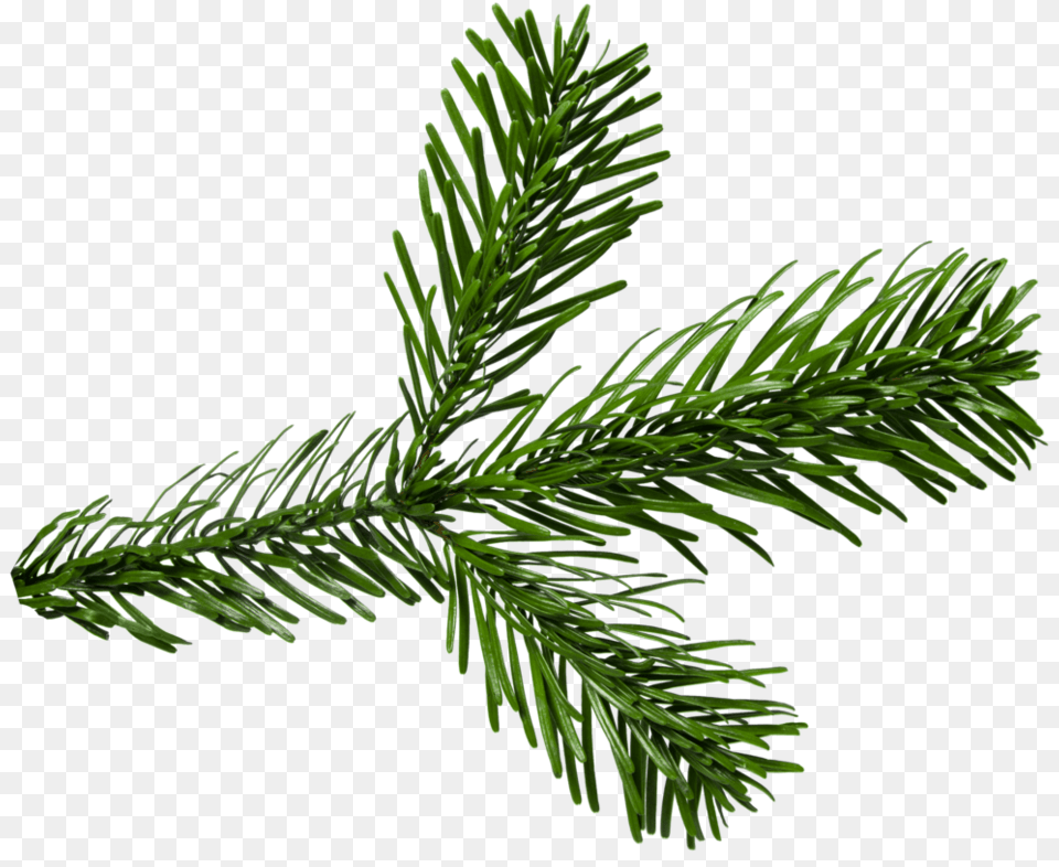 Pine Branch Portable Network Graphics, Conifer, Fir, Plant, Tree Free Transparent Png