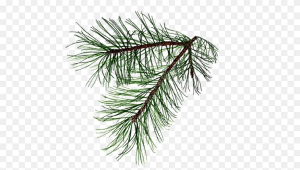 Pine Branch Possibly For My Dedication Tattoo Tree, Conifer, Fir, Plant Free Png Download