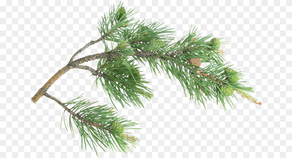 Pine Branch Ramo Abete, Conifer, Fir, Plant, Tree Free Png Download