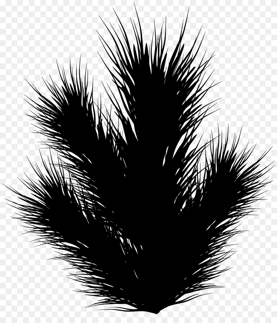 Pine Branch Silhouette, Palm Tree, Plant, Tree Free Transparent Png