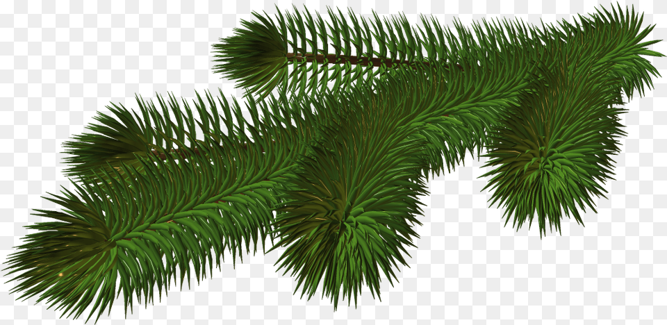 Pine Branch Transparent, Conifer, Fir, Plant, Tree Png Image