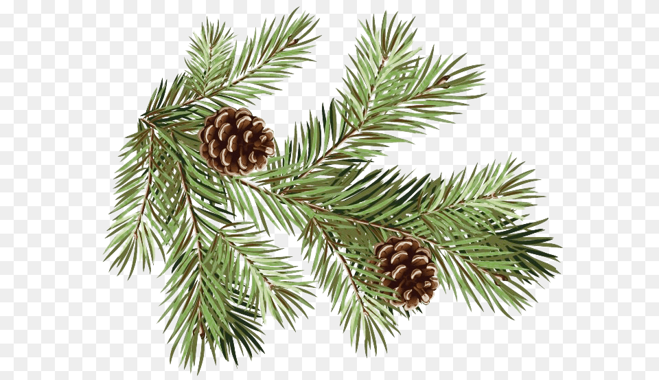 Pine Branch Transparent Background Pine Branch With Cones, Conifer, Fir, Plant, Tree Png Image
