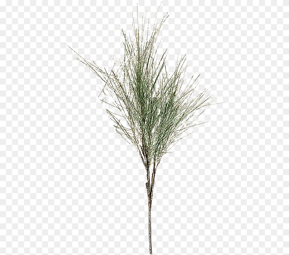 Pine Branch Transparent Images Mart Grass, Plant, Tree, Ice, Flower Free Png Download