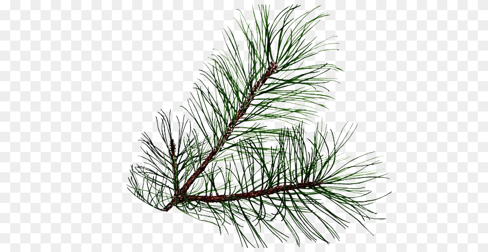 Pine Branch Pine Tree Leaves, Fir, Plant, Conifer Free Transparent Png