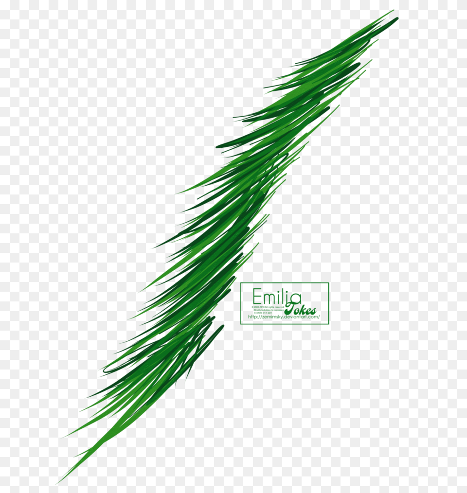 Pine Branch Trendnet, Grass, Green, Plant Free Transparent Png