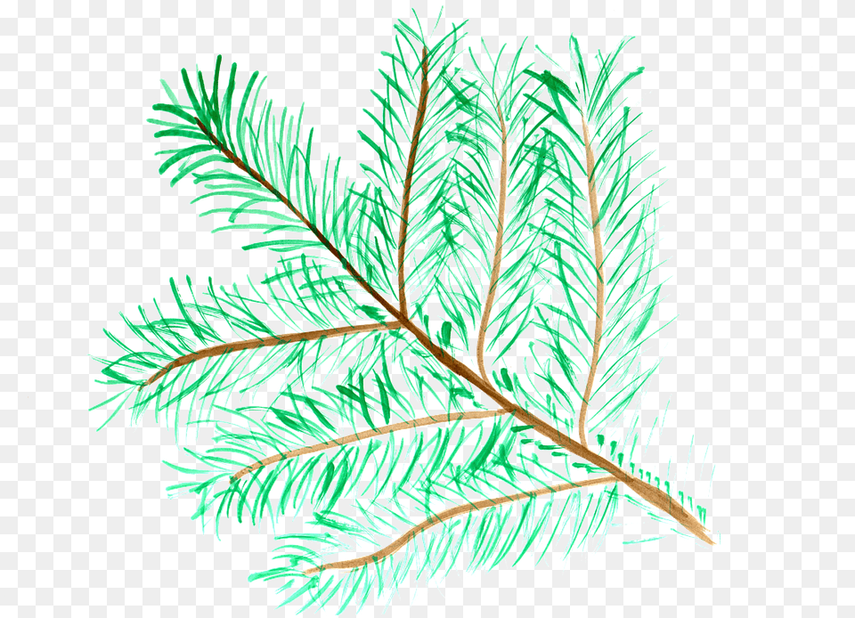 Pine Branch Watercolor Image On Pixabay Watercolor Painting, Conifer, Fir, Plant, Tree Free Png