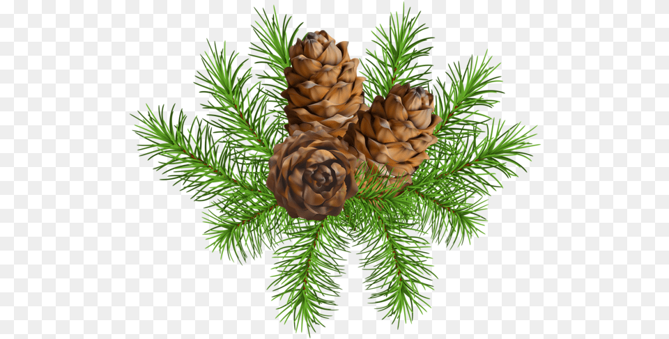 Pine Branch With Cones Clip Art Image Pine Branch With Cones, Conifer, Larch, Plant, Tree Free Png