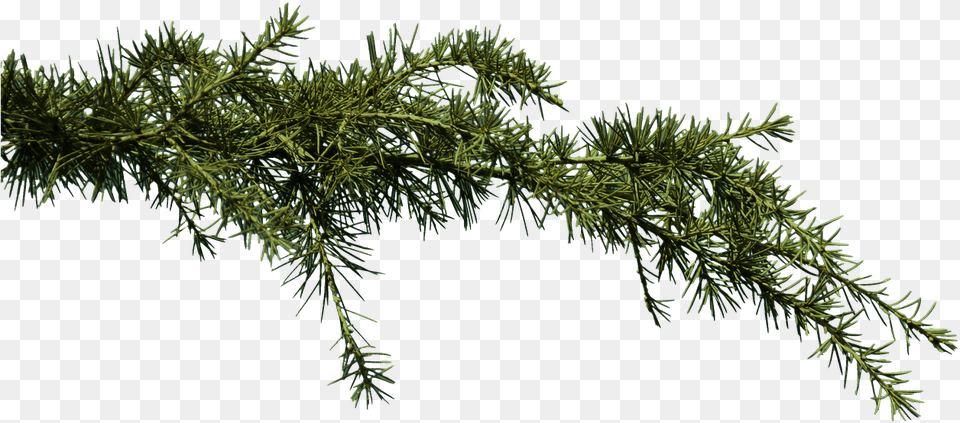 Pine Branches Tree Branche, Conifer, Fir, Plant Free Png Download
