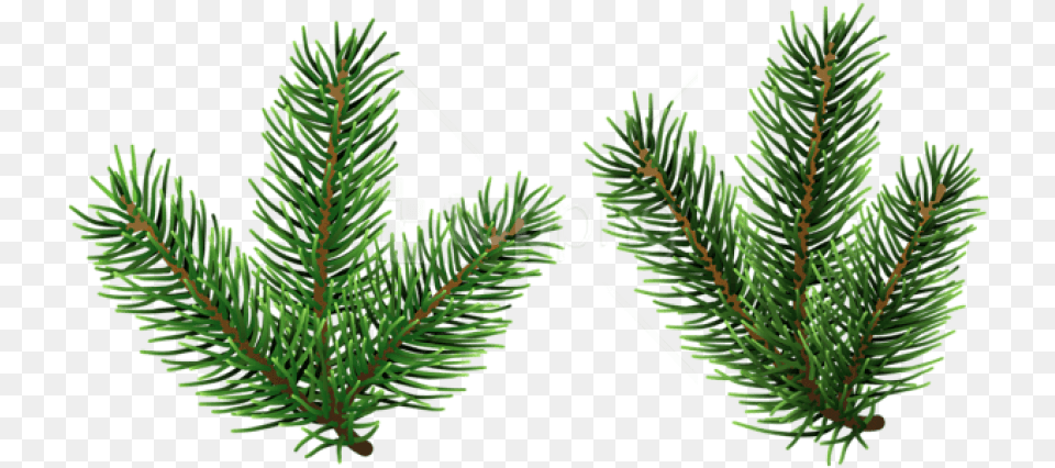 Pine Branches Pine Tree Branch Clipart, Conifer, Fir, Plant, Spruce Free Png