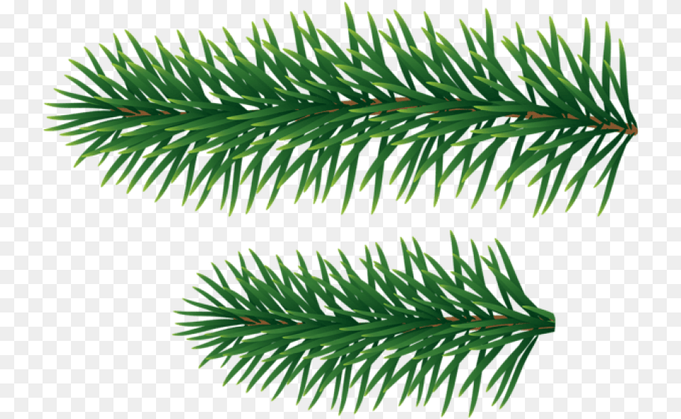 Pine Branches Pine Tree Branches, Conifer, Fir, Plant, Spruce Free Transparent Png