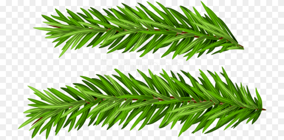 Pine Branches Set Images Real Christmas Tree Branches, Conifer, Fir, Plant, Yew Free Transparent Png