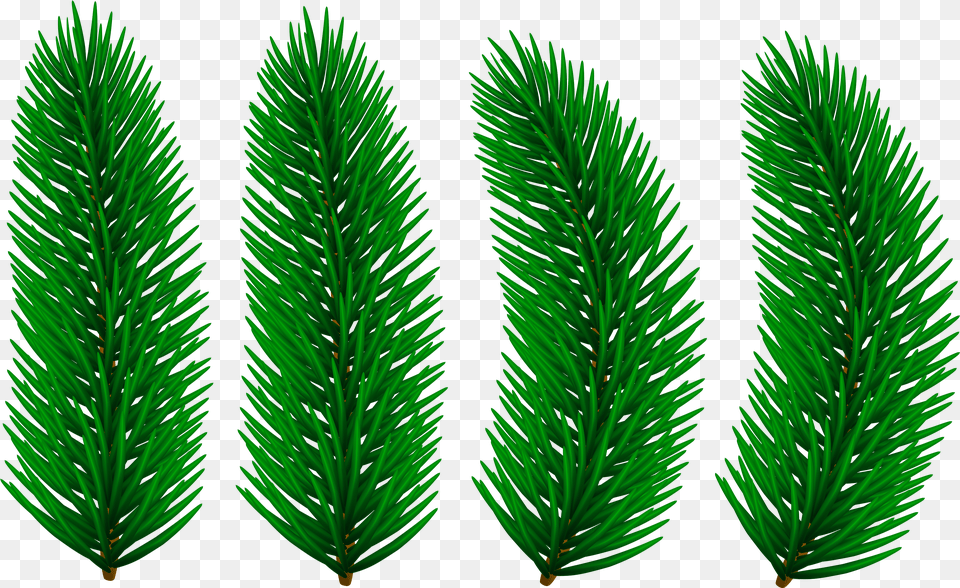 Pine Branches Transparent Clip Art Clip Art Png Image