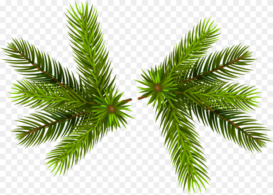 Pine Branches Clip Pine Branch, Conifer, Fir, Plant, Spruce Free Transparent Png