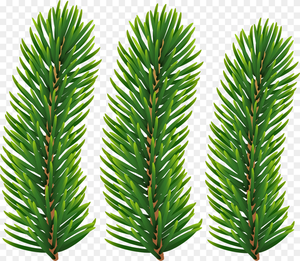 Pine Branches Transparent Image Western Yew, Flower, Petal, Plant, Rose Png