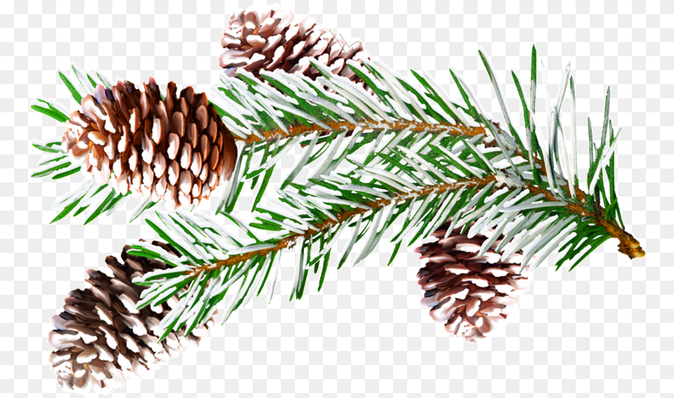 Pine Branches Watercolor Vector Christmas Presentation, Conifer, Fir, Plant, Tree Free Png Download