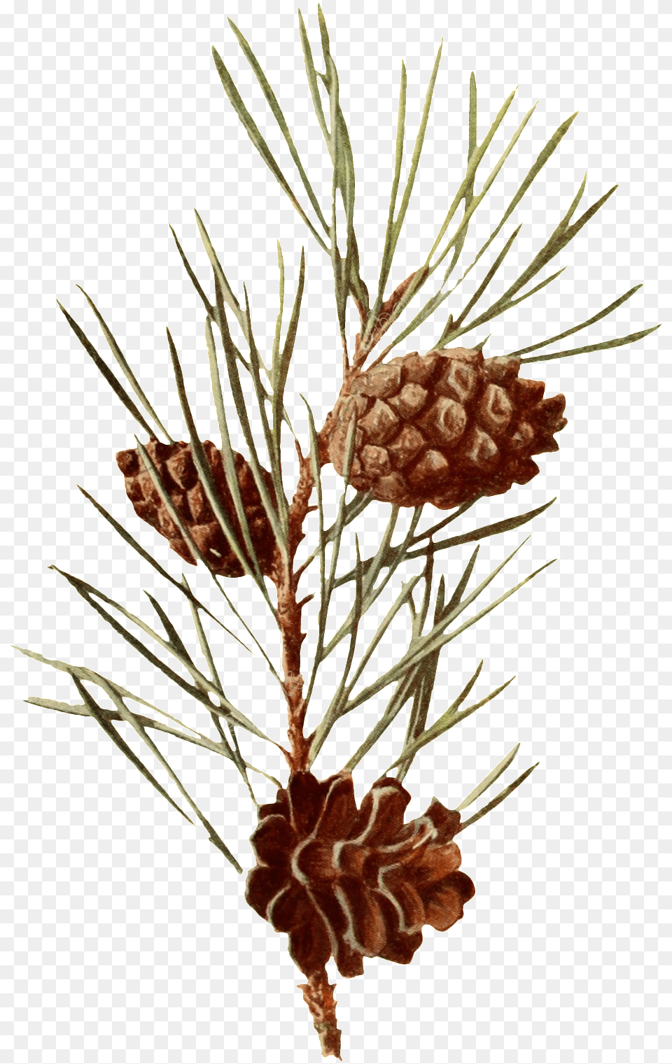 Pine Branches Watercolor Vector Scots Pine Botanical Illustration, Conifer, Plant, Tree, Fir Free Transparent Png