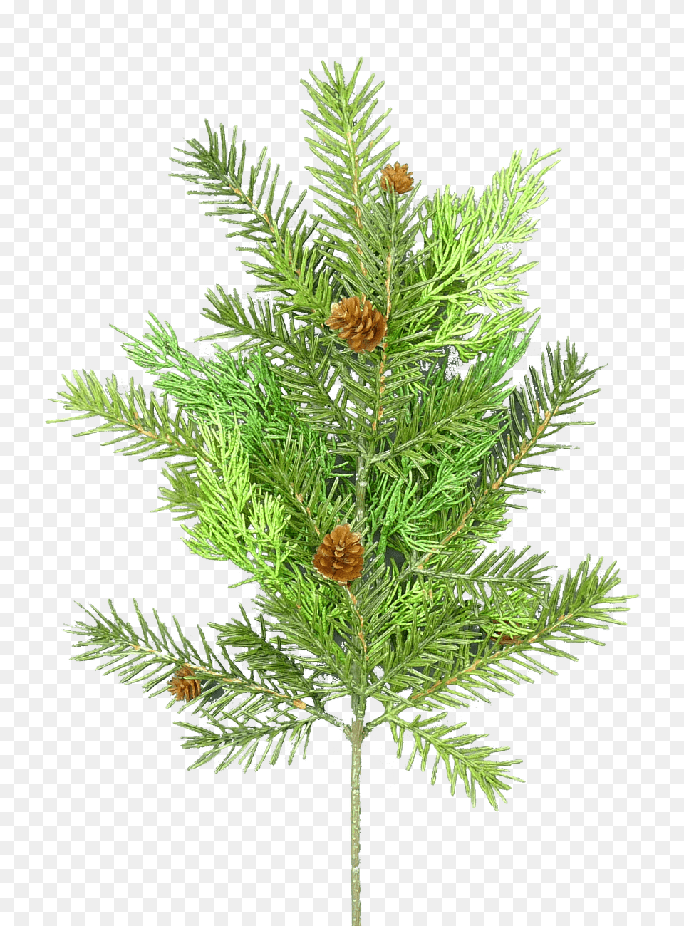 Pine Cedar Amp Pinecone Spray Ferns In French, Conifer, Fir, Plant, Tree Free Png Download