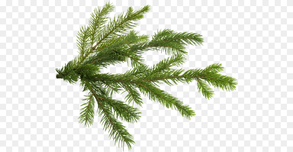 Pine Christmas Tree Branch Pine Tree Branch, Conifer, Fir, Plant, Spruce Free Png Download