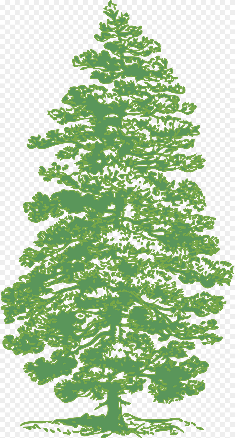 Pine Clipart, Fir, Green, Plant, Tree Free Png Download