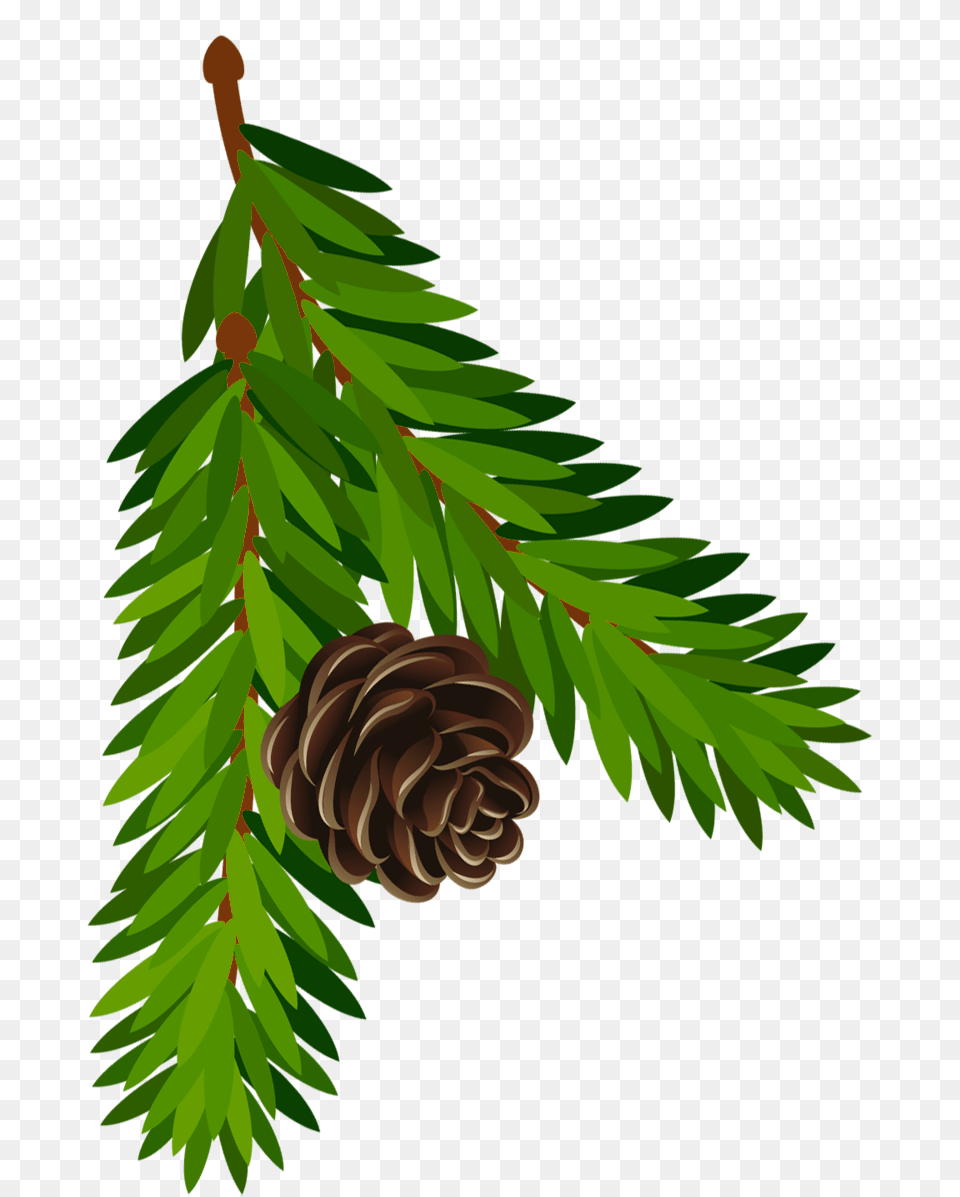 Pine Clipart Transparent, Conifer, Larch, Plant, Tree Free Png