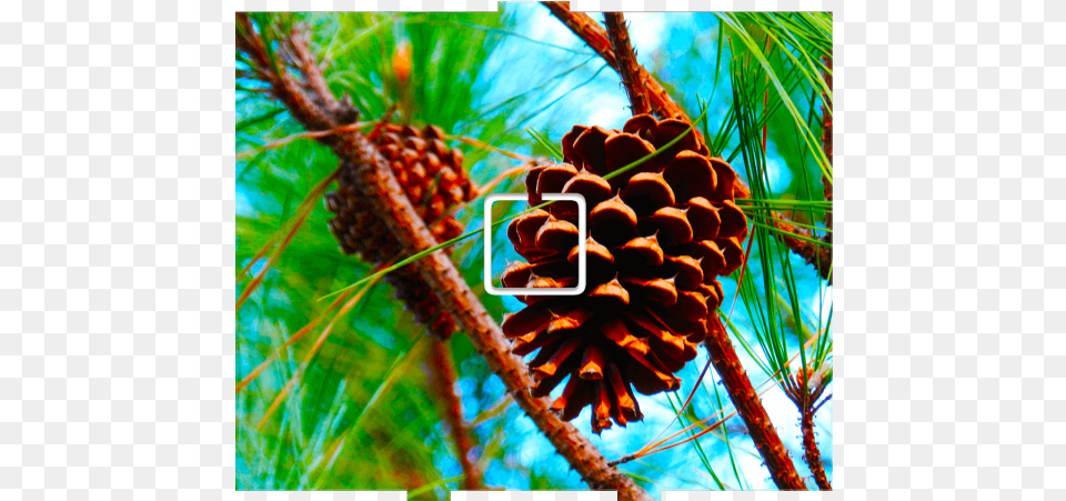 Pine Cone 1 Onoff Pine, Conifer, Plant, Tree, Larch Free Png Download