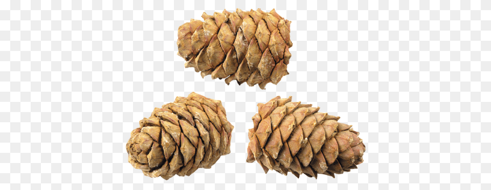 Pine Cone, Conifer, Larch, Plant, Tree Png Image