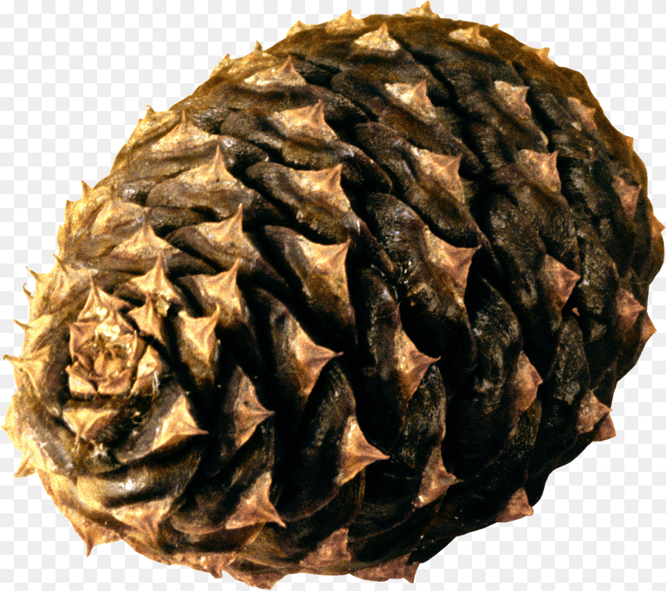 Pine Cone Free Png