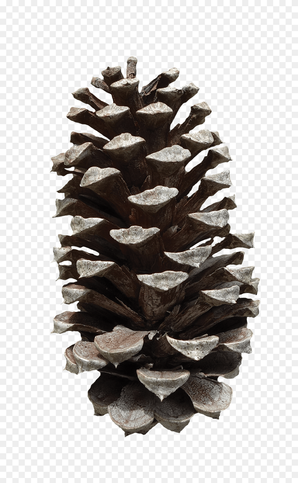 Pine Cone, Fir, Plant, Tree, Conifer Png