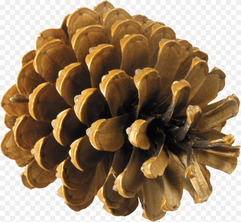 Pine Cone Png Image