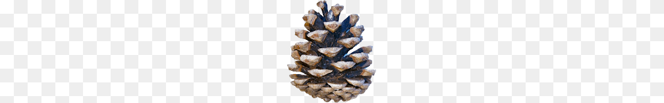 Pine Cone, Plant, Tree, Conifer, Birthday Cake Png Image