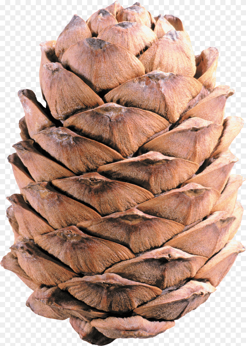 Pine Cone Free Png