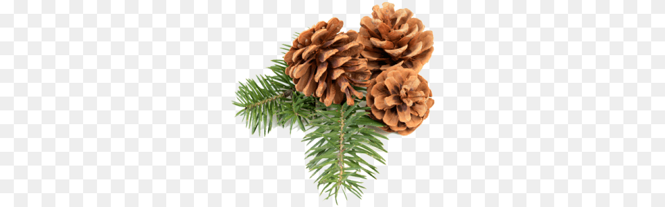 Pine Cone, Conifer, Fir, Plant, Tree Png