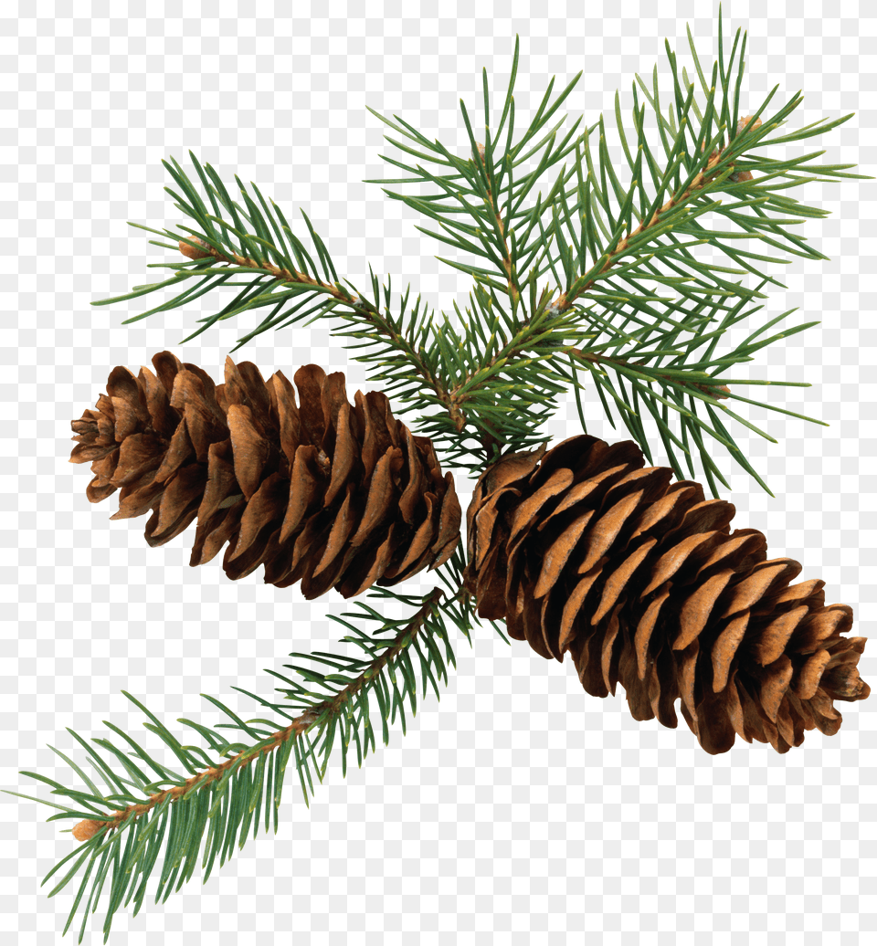 Pine Cone Png