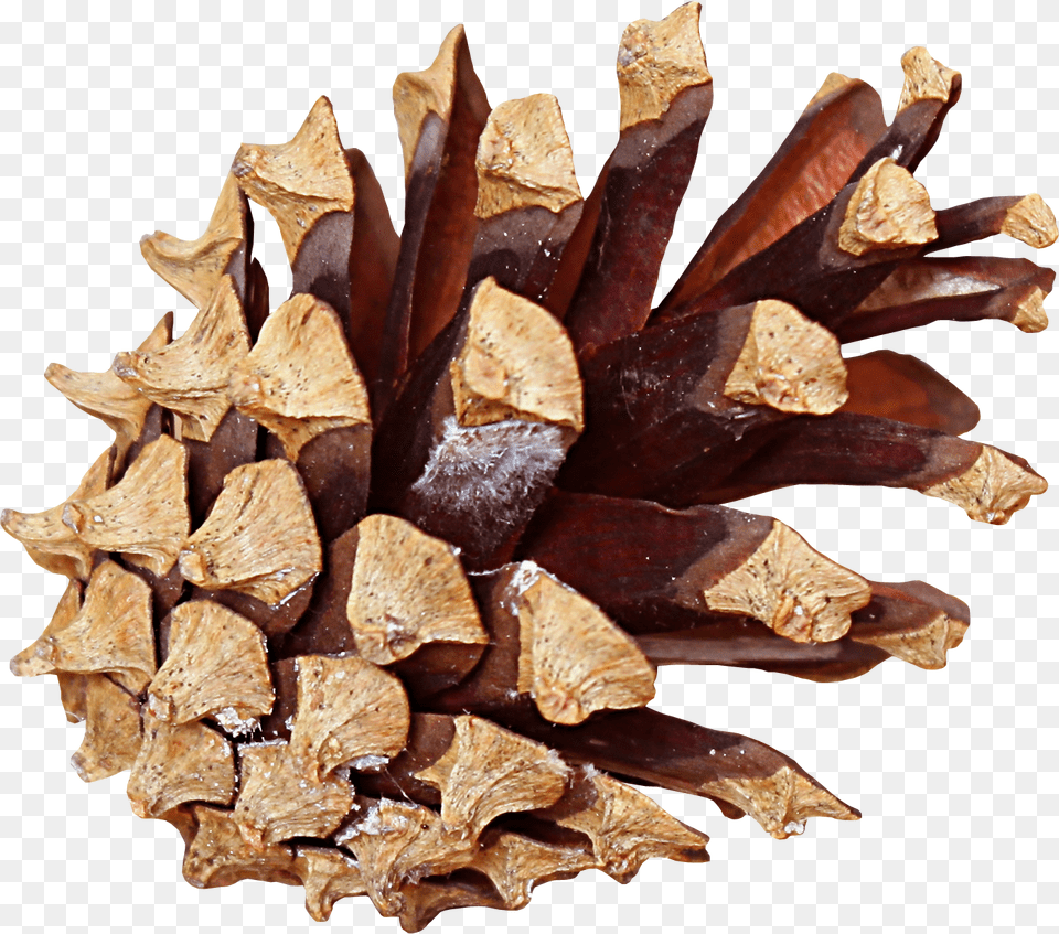 Pine Cone, Conifer, Plant, Tree, Wood Png