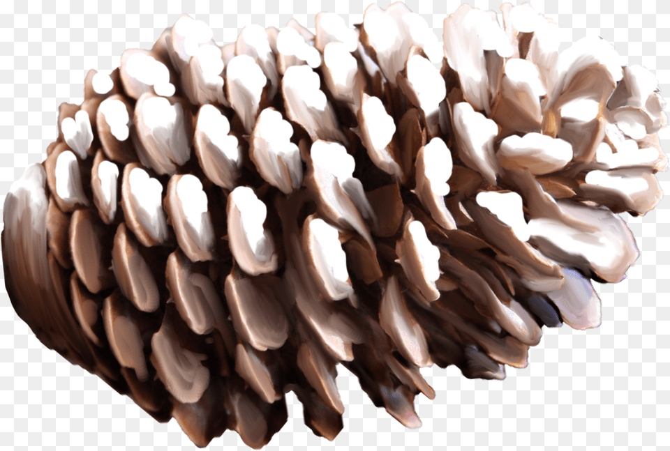 Pine Cone, Plant, Tree Png