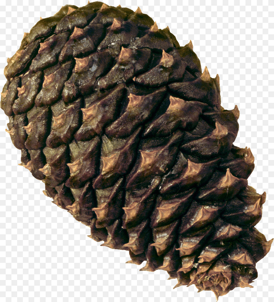 Pine Cone Free Png
