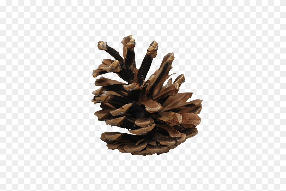 Pine Cone, Conifer, Plant, Tree Free Png